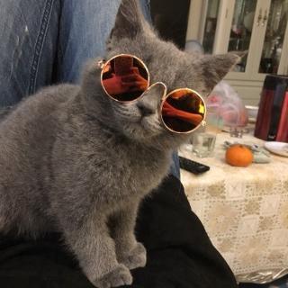 Cat Sunglasses Sunglasses Dog Headwear Pet Accessories Cat Glasses