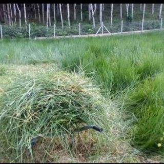 Rumput minyak segar untuk arnab/lembu/kambing. Jimat 50% kos dedak arnab
