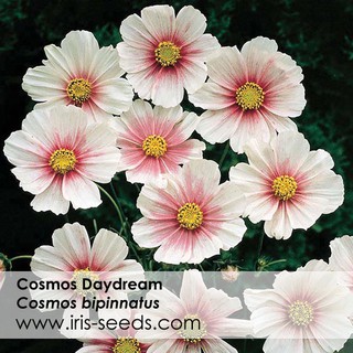 Cosmos seeds Bipinnatus Day Dreamed (15 flower seeds) 波斯菊
