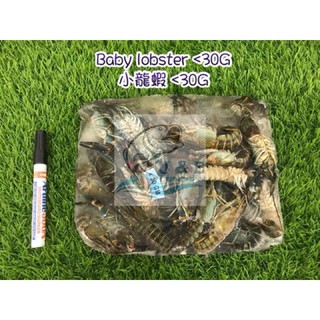Baby Lobster // 小龍蝦 1kg/blk