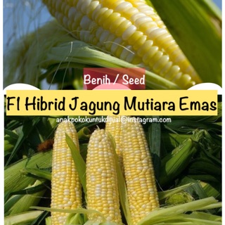 🌽Benih / Seeds : F1 Hibrid Jagung Mutiara Emas