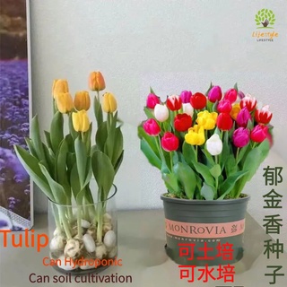 Biji bunga tulip seed Tulip Hydroponic Tulip Seed soil planting Pellet Tulip Seeds Tulip seed bulb 郁金香种球郁金香种子 (1)