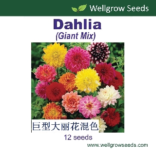 Flower Seeds: Dahlia Giant Hybrid Mix (12sds) 巨型大丽花混色