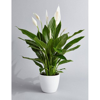 [Indoor Plant] Spathiphyllum Peace Lily Series 白鹤芋系列