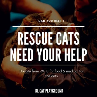 KL C-A-T Playground Sponsorship Program- Help us feed our Rescued Cats