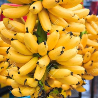 Anak pokok pisang emas