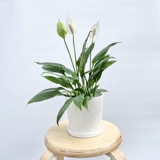 READY STOCK Spathiphyllum Mojo Peace Lily Indoor Plant